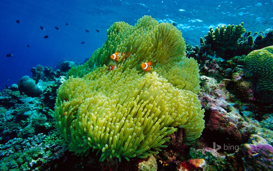 Magnificent sea anemone with black-finned clownfish