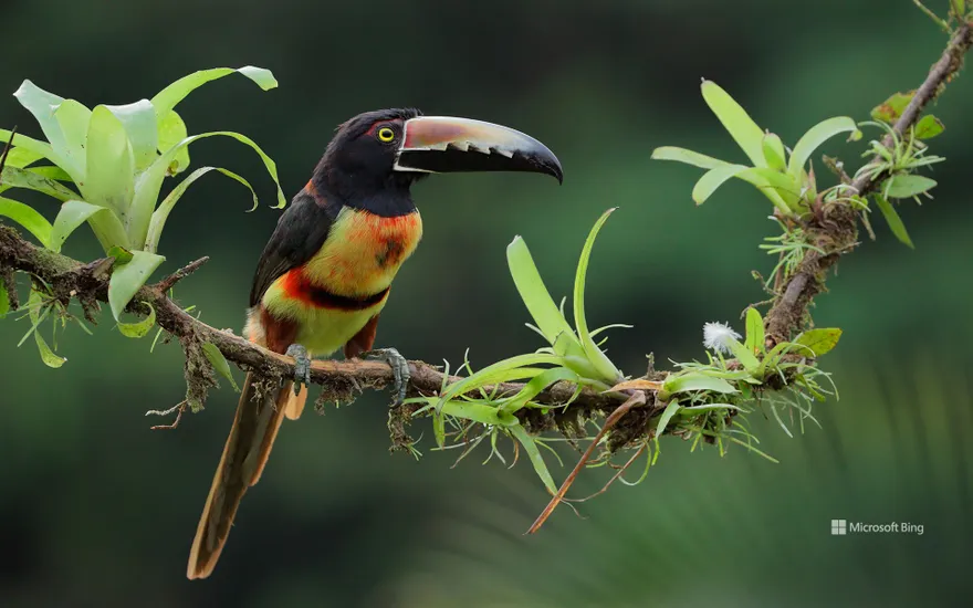 Collared aracari, Costa Rica