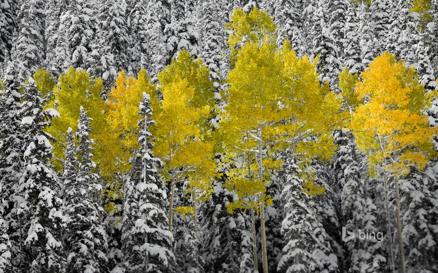 Aspen trees in autumn foliage, San Juan Mountains near Telluride, Colorado