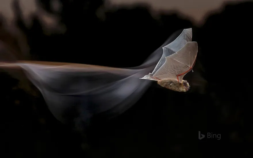 Common pipistrelle bat for Bat Appreciation Month