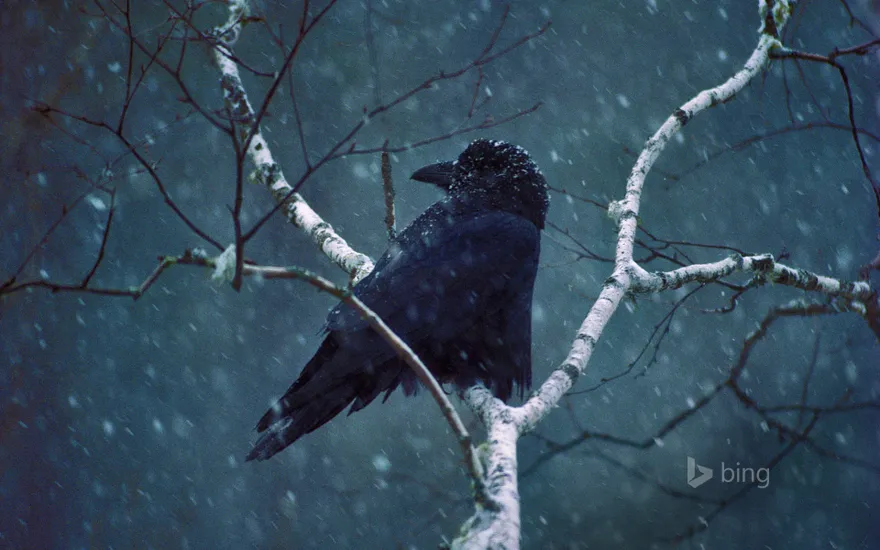 A common raven