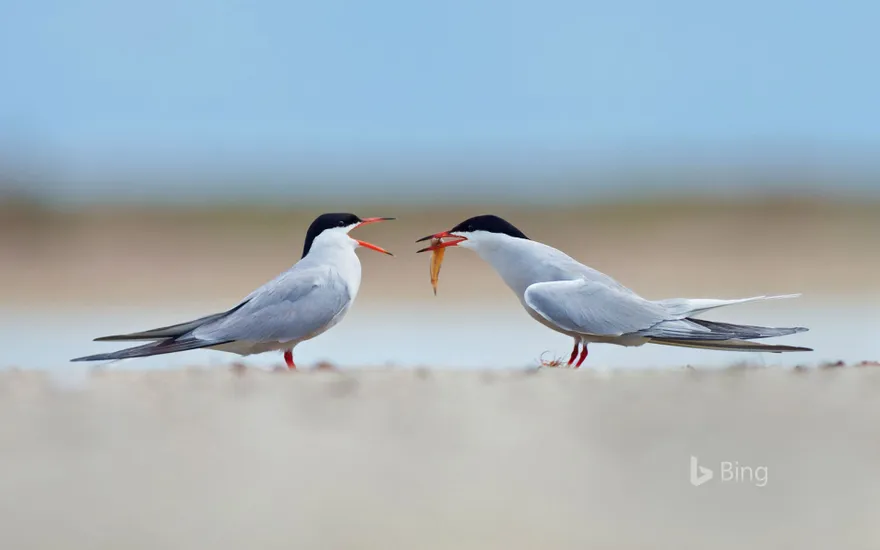 Common terns sharing a small fish