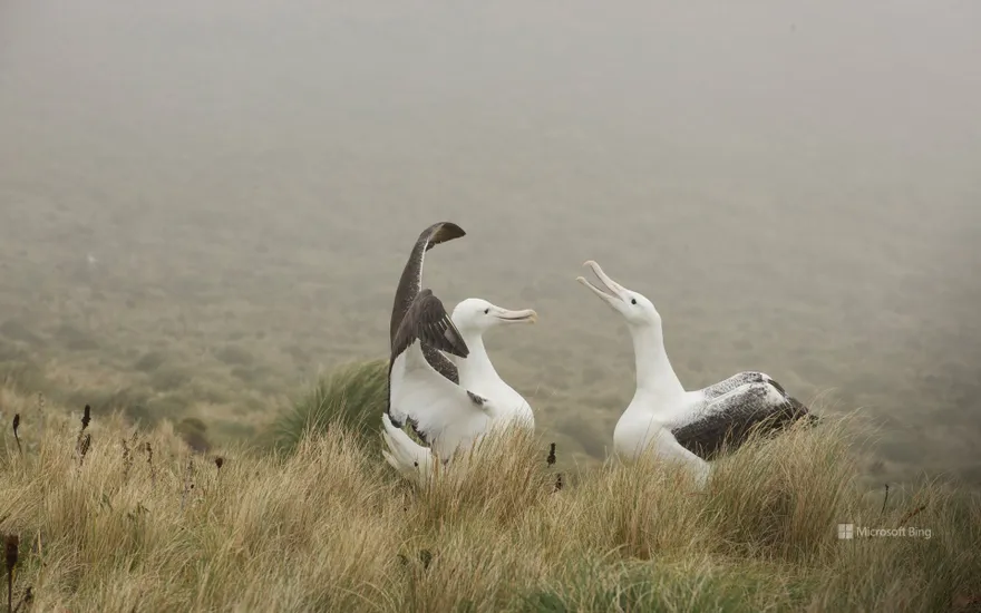 Royal albatross couple playing on Campbell Island, New Zealand
