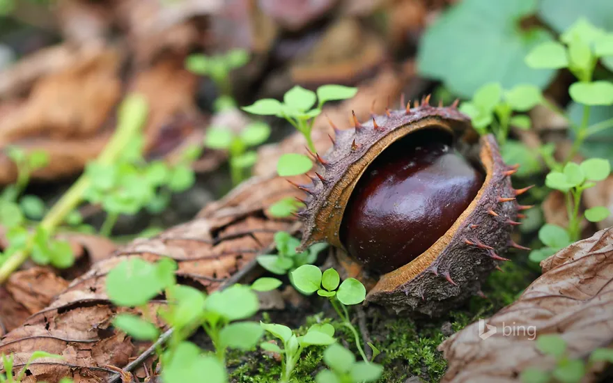 A conker on dry autumn leaves