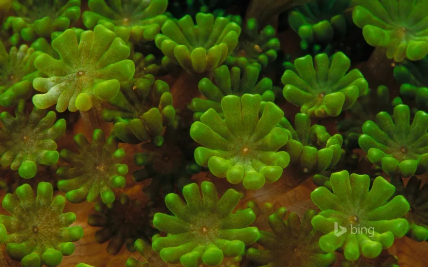 Coral colony detail, Indonesia