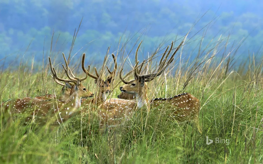 Deer in the grasslands at Jim Corbett National Park, Uttarakhand, India