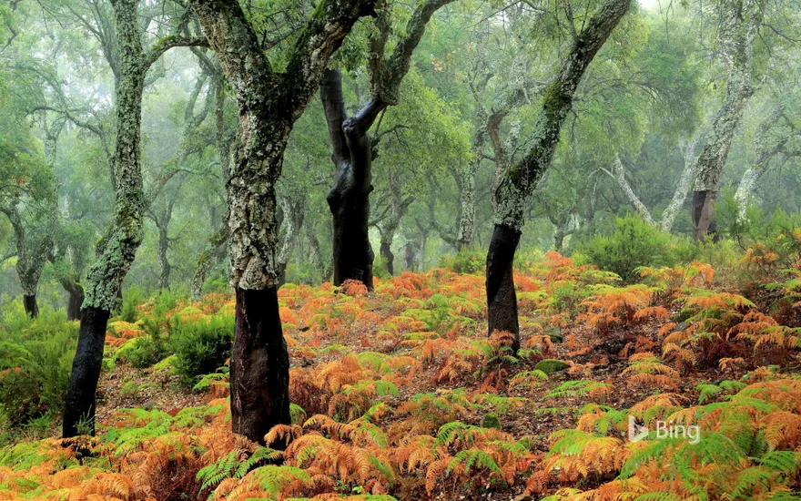 Cork trees in Los Alcornocales Natural Park, Spain