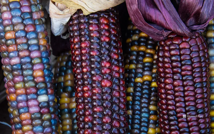Close up image of colourful Indian corn kernels in Mississauga, ON