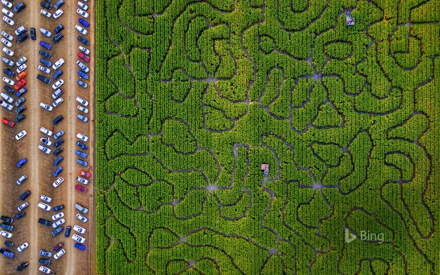 A corn maze in Petaluma, California