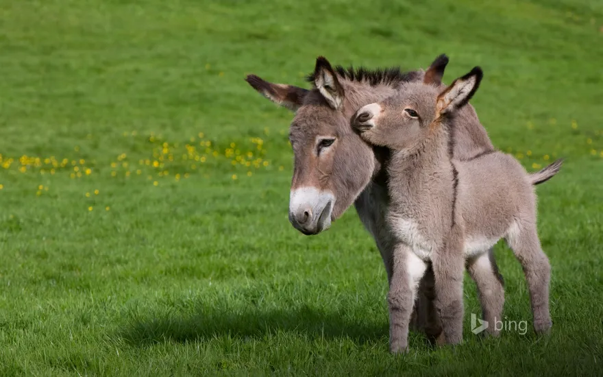 Ane du Cotentin donkey (Equus asinus) in meadow with foal, Normandy, France