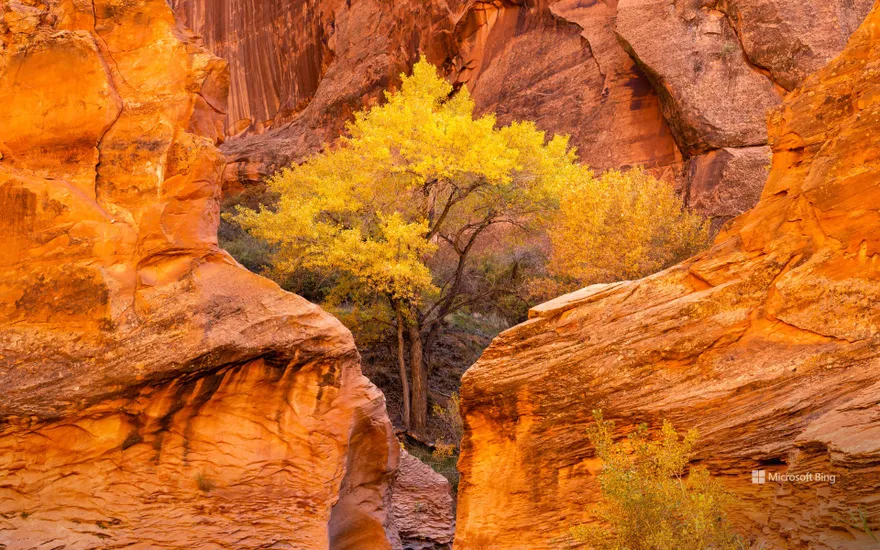 Cottonwood trees and red sandstone in Coyote Gulch, Glen Canyon National Recreation Area, Utah