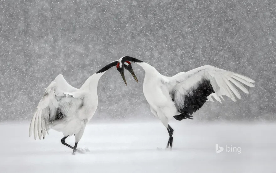 Red-crowned cranes dance in Hokkaido, Japan