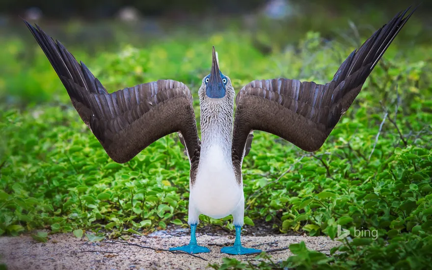 Blue-footed booby during a courtship display in the Galápagos Islands, Ecuador