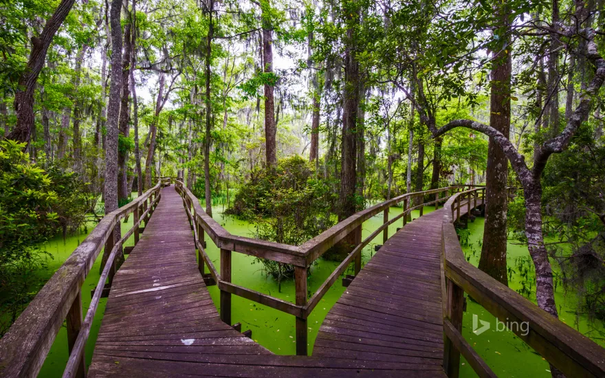 Wooden walkway in the Whooping Crane Pond Conservancy on Hilton Head Island, South Carolina