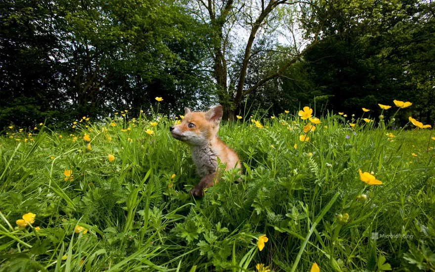 Fox cub in a flower meadow in Normandy