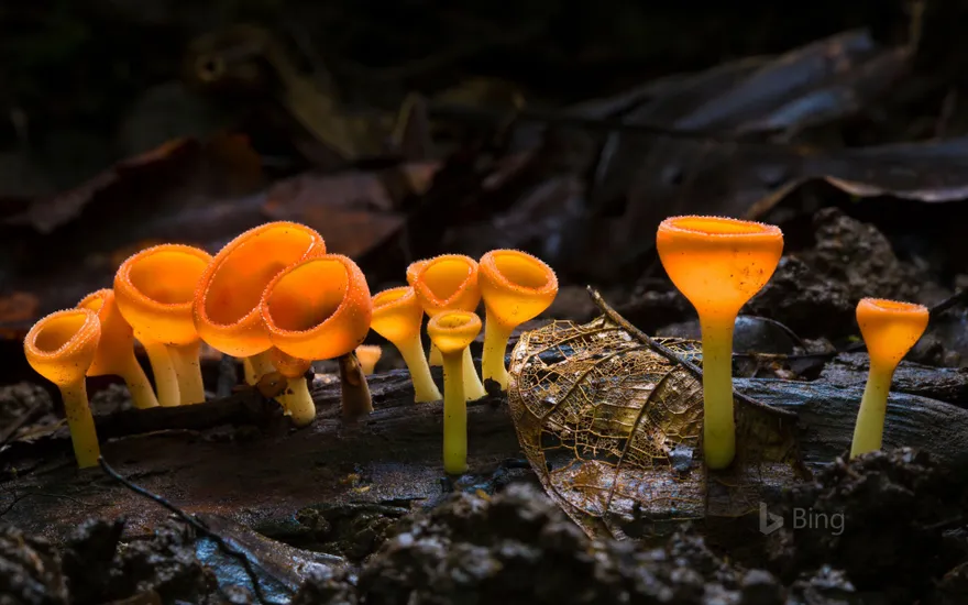 Cup fungus in Corcovado National Park, Costa Rica