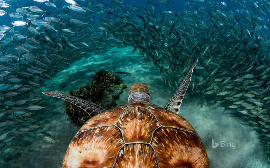 Green sea turtle with sardines near Playa Grandi, Curaçao