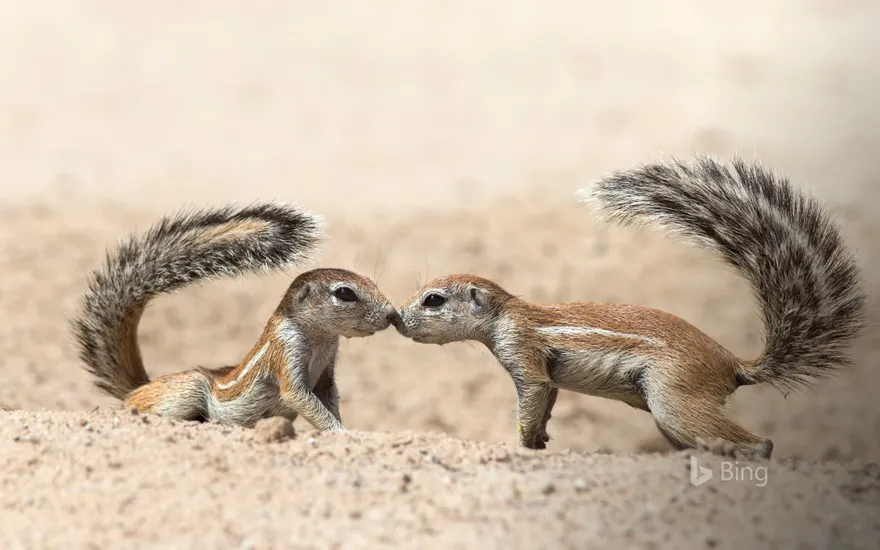 Ground squirrels greeting each other, in the Kgalagadi Transfrontier Park, North Cape, South Africa