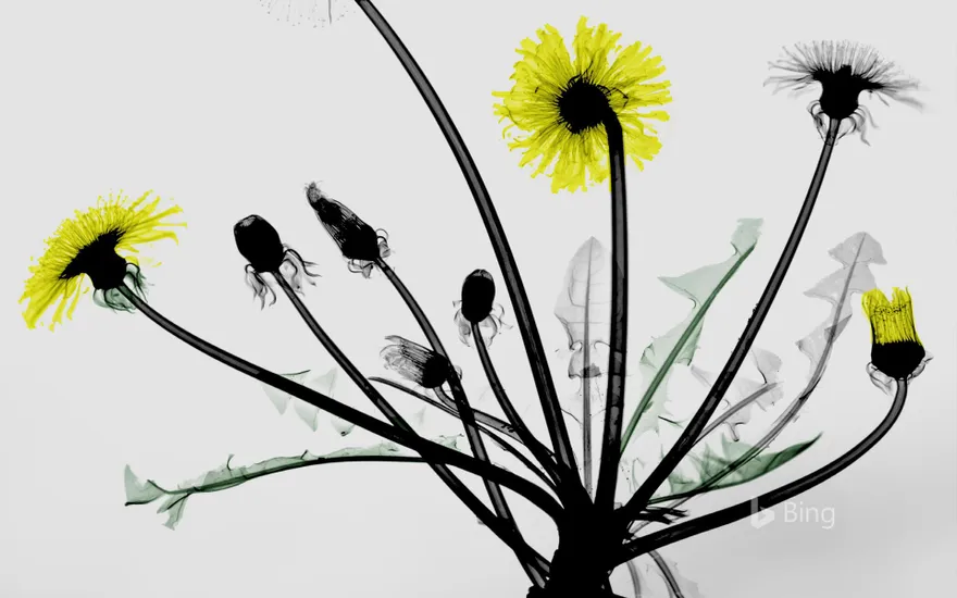 Colored X-ray of dandelion flowers