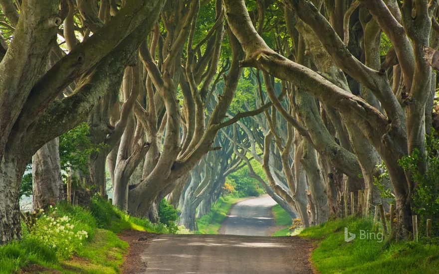 An avenue of beech trees known as 'Dark Hedges' in Ballymoney, Northern Ireland