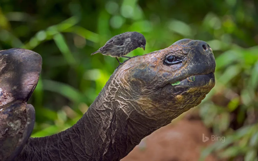 Darwin's finch on a giant tortoise, Isabela Island, Galápagos, Ecuador