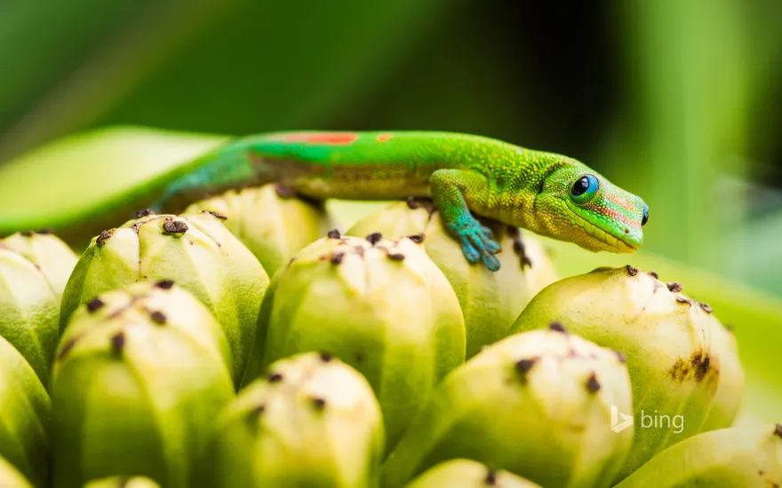 Day gecko on pandanus fruit, Captain Cook, Hawaii