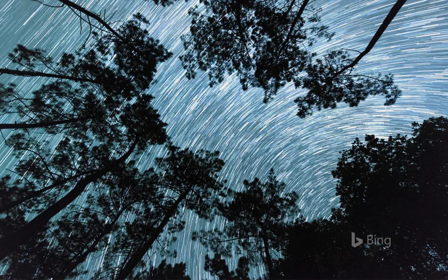 Star trail from the roots of a pine grove in Dordogne
