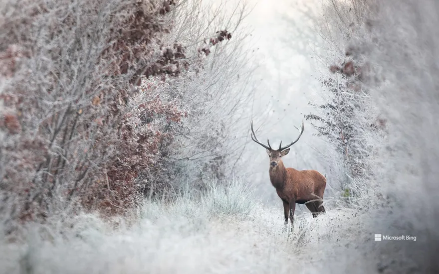 Red deer, Rambouillet forest, Île-de-France