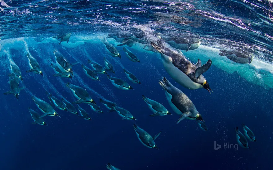 Emperor penguins in the Ross Sea, Antarctica