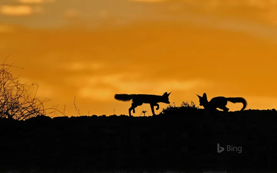 Cape foxes in the Kalahari Desert, South Africa