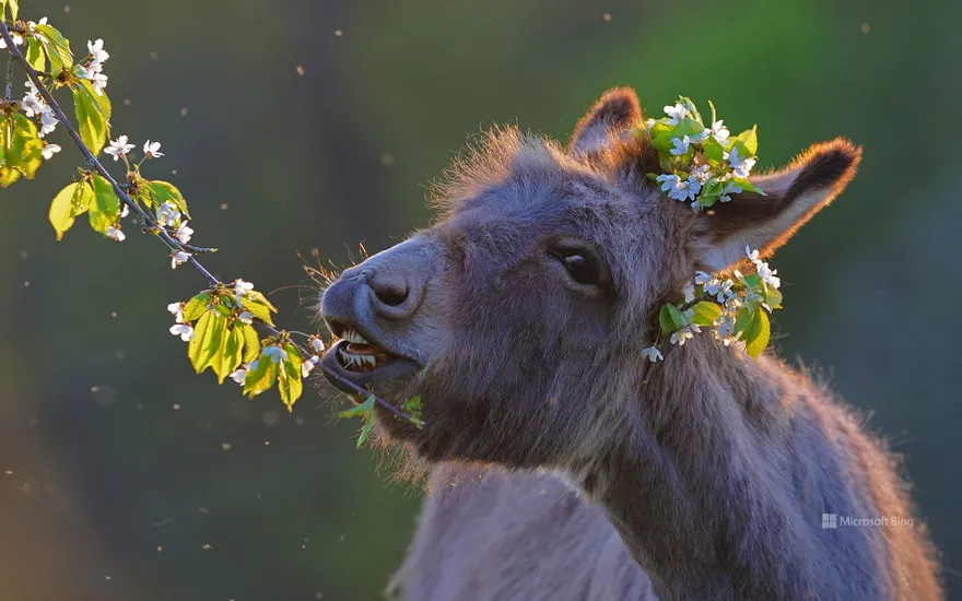 Domestic donkey feeding on cherry twigs