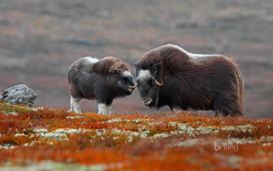 A muskox and her calf in Dovrefjell-Sunndalsfjella National Park, Norway