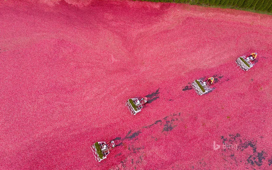 Cranberry harvest seen from a drone, Vancouver