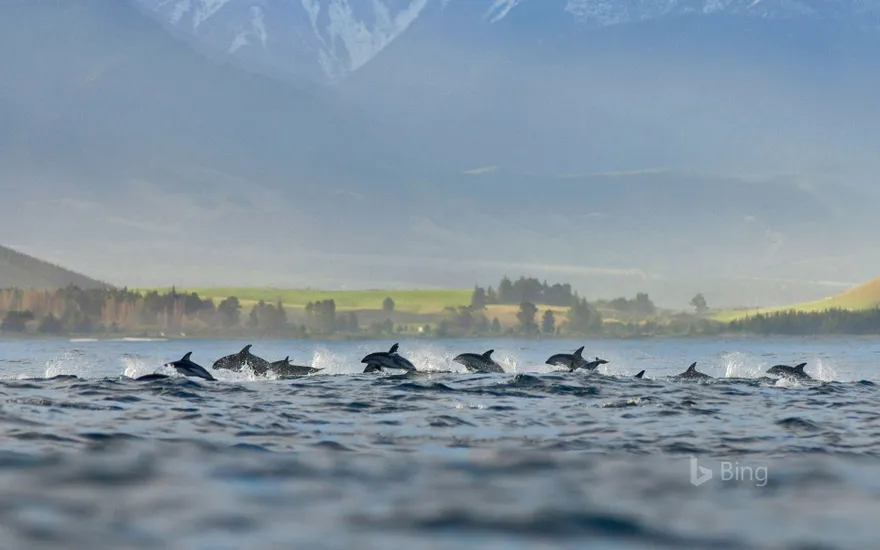 A pod of dusky dolphins at Kaikoura, New Zealand