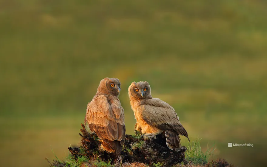 Dusky eagle-owls, Pakistan