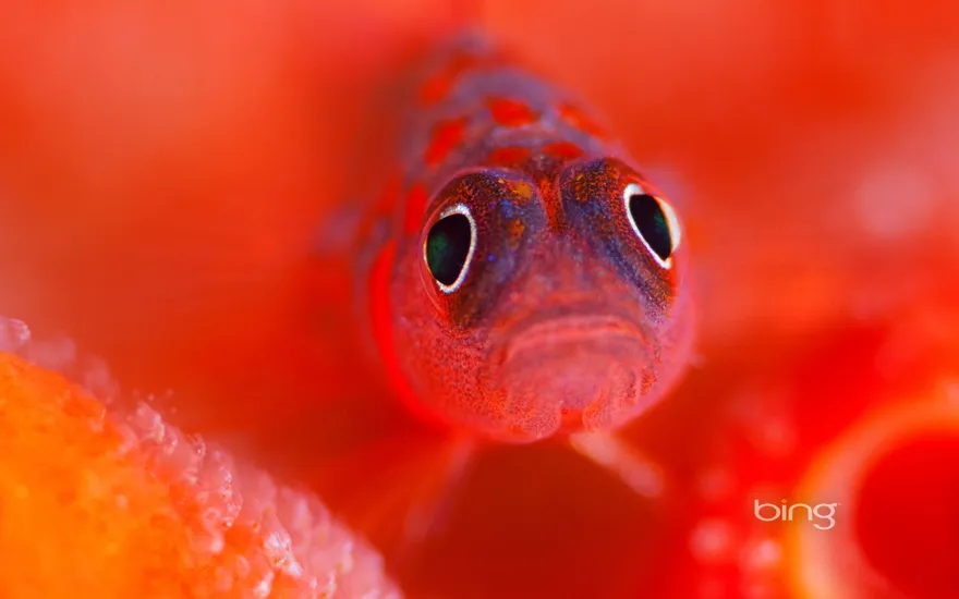 A flame goby guards her eggs in the Kaafu Atoll of the Maldives
