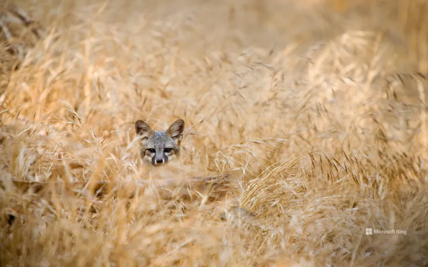 Island fox in Channel Islands National Park, California