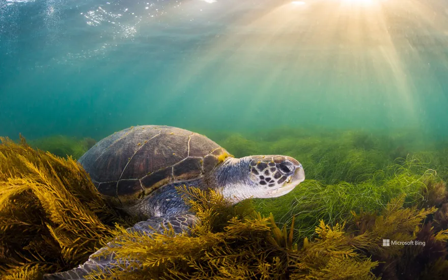 Green sea turtle, San Diego, California, USA