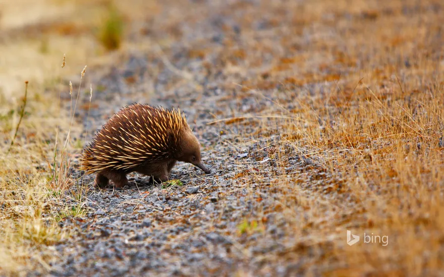 An echidna out and about