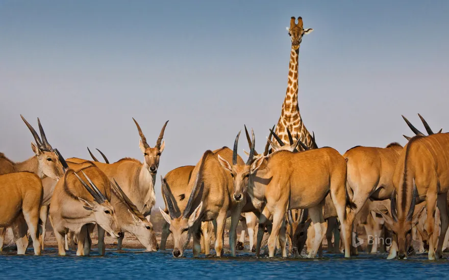 Eland antelope and giraffe at Etosha National Park, Namibia