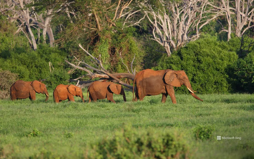 African elephants in Tsavo East National Park, Kenya