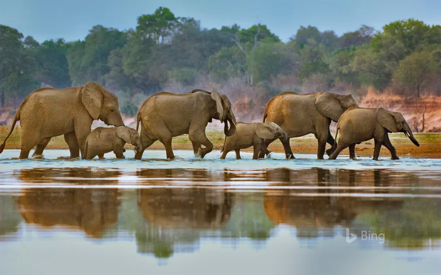 Elephants crossing Luangwa River, Zambia
