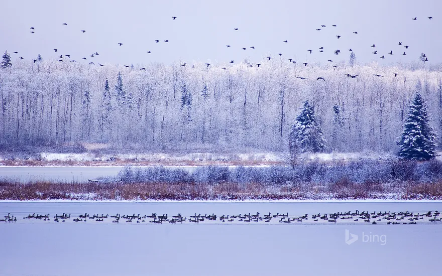 Canada geese fly though Elk Island National Park, Alberta, Canada