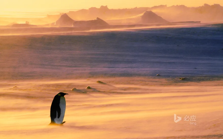 Emperor Penguins in a Blizzard, Weddell Sea, Antarctica