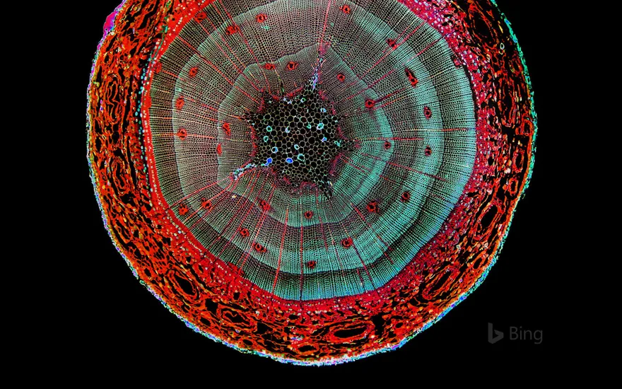 Enhanced image of a cross section of a pine stem