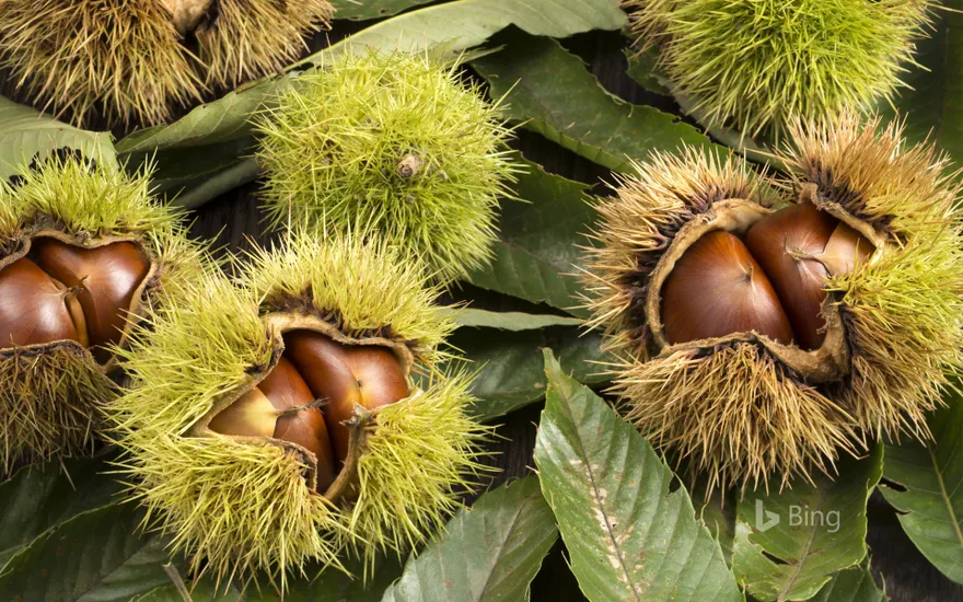 Chestnuts inside their husks