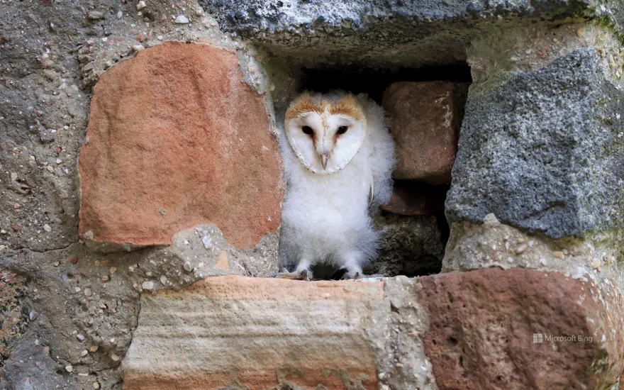 Young barn owl, Kasselburg, Pelm, Eifel, Rhineland-Palatinate