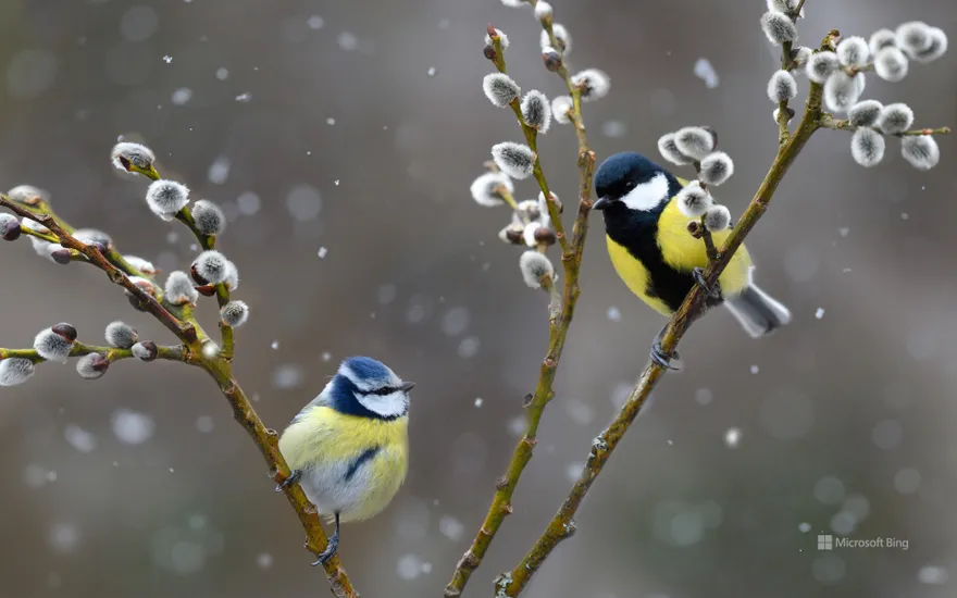Blue tit (left) and great tit in snowfall, Northern Vosges Regional Nature Park, France