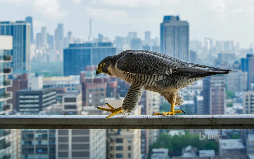 A peregrine falcon surveys the concrete canyons of Chicago