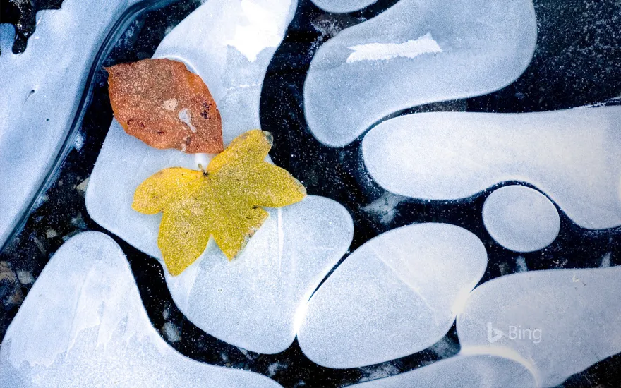 Autumn leaves on frozen water, France